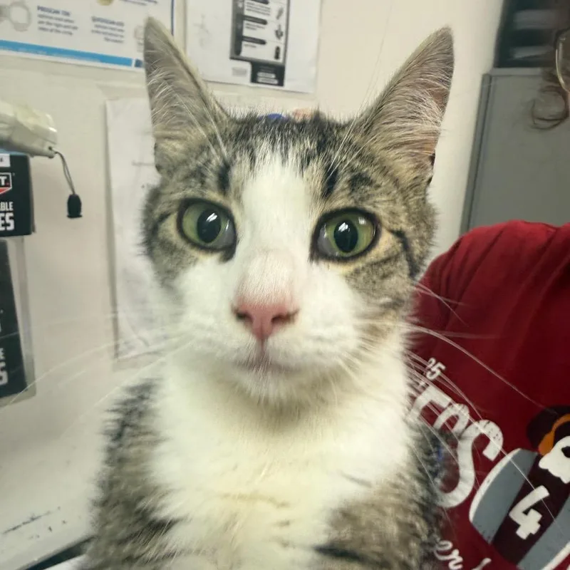 A young medium-sized female Brown / Chocolate Domestic Medium Hair cat named Ariel for adoption in Charleston, WV