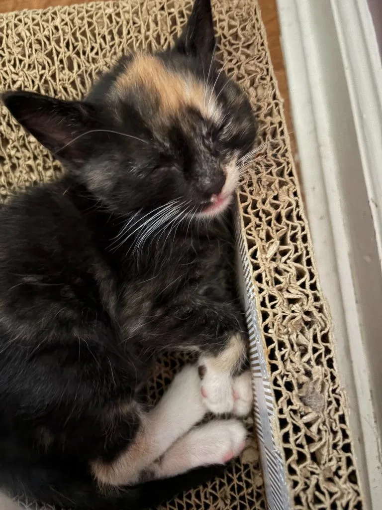 A baby medium-sized female Domestic Short Hair cat named Piccata for adoption in Fall River, MA