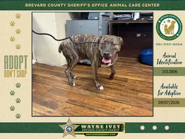 An adult extra large-sized male Mixed Breed dog named Whisky for adoption in Melbourne, FL