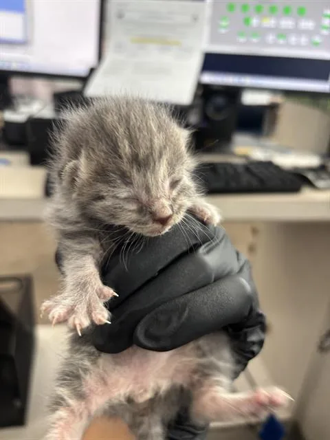 A baby medium-sized male Domestic Short Hair cat named Gojo for adoption in Dallas, TX