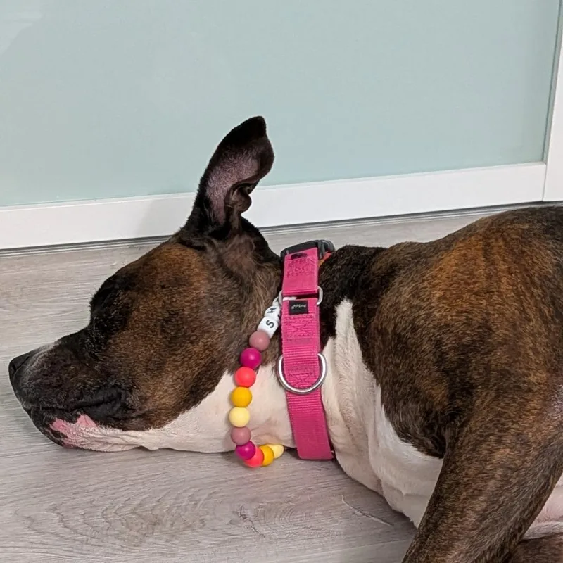 A senior large-sized female Black Mixed Breed dog named Sheba Love for adoption in New York, NY