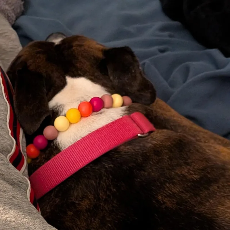 Sheba Love thumbnail 3