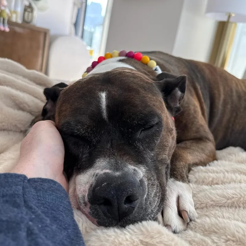 Sheba Love thumbnail 4