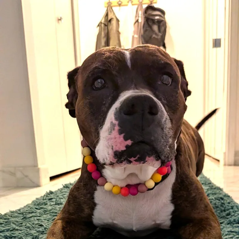 Sheba Love thumbnail 6