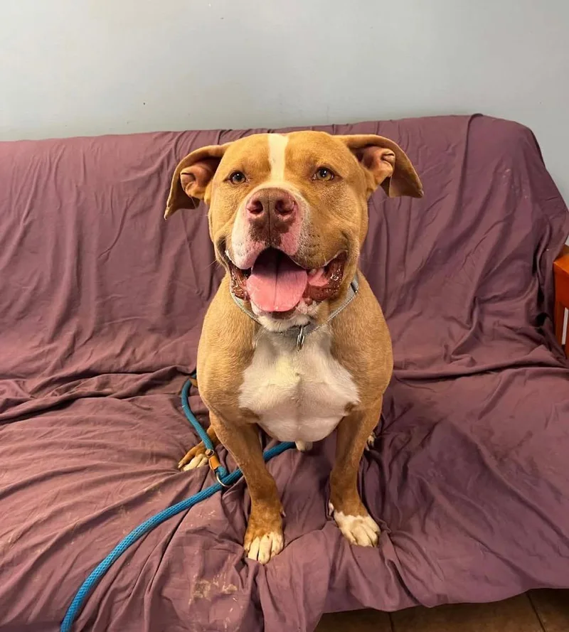 A young medium-sized male Pit Bull Terrier dog named Bulbasaur for adoption in Marion, OH