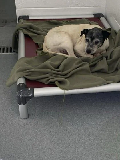 A senior small-sized male Parson Russell Terrier dog named Spiderman for adoption in Spruce Pine, NC
