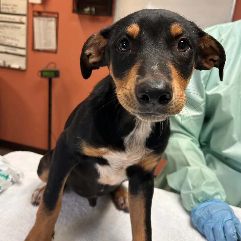 A baby small-sized male Black Doberman Pinscher dog named Durango for adoption in Flagstaff, AZ