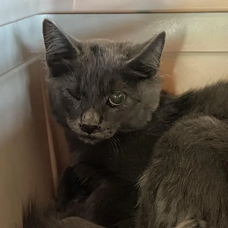 A young medium-sized female Gray / Blue / Silver Domestic Short Hair cat named Tinsley FKA LKF for adoption in Leander, TX