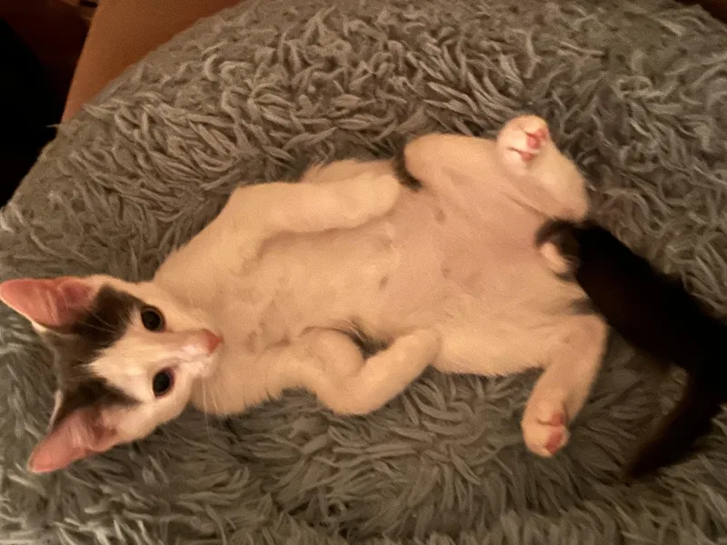 A baby small-sized male Gray & White American Shorthair cat named Jerry for adoption in North Bergen, NJ