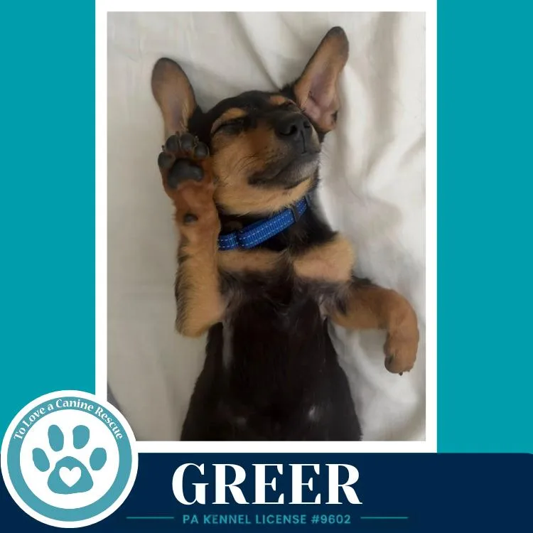 A baby small-sized male Brown / Chocolate Dachshund dog named Greer for adoption in Kimberton, PA