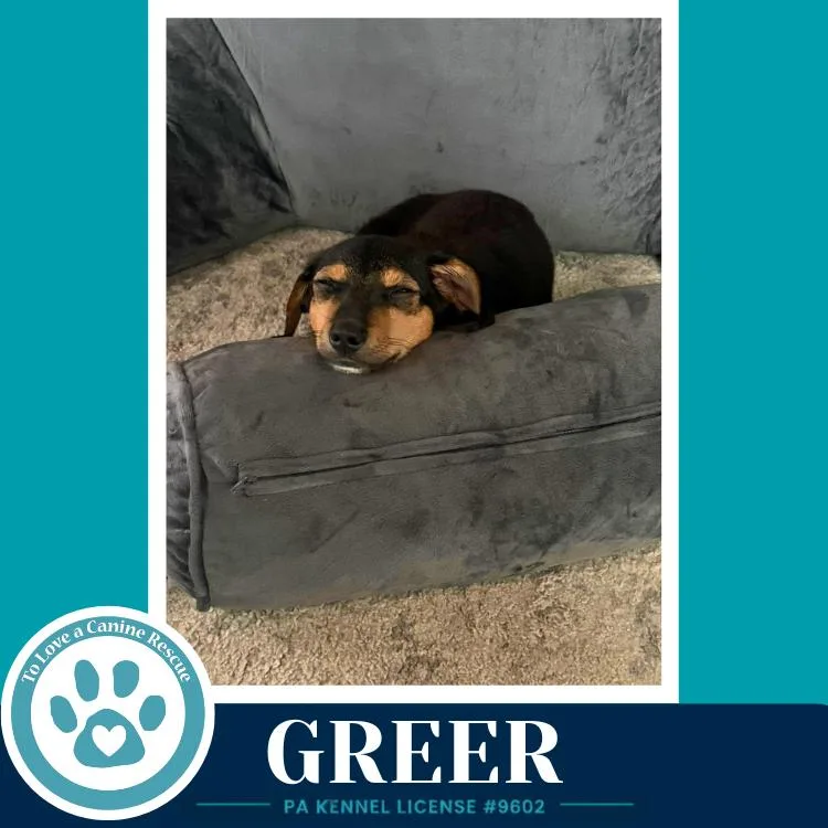 Greer thumbnail 2