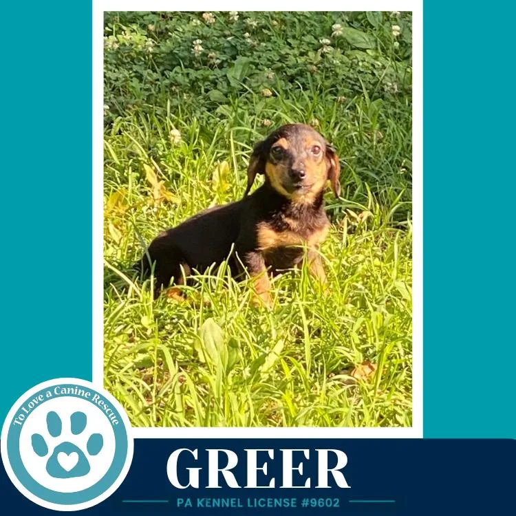 Greer thumbnail 3