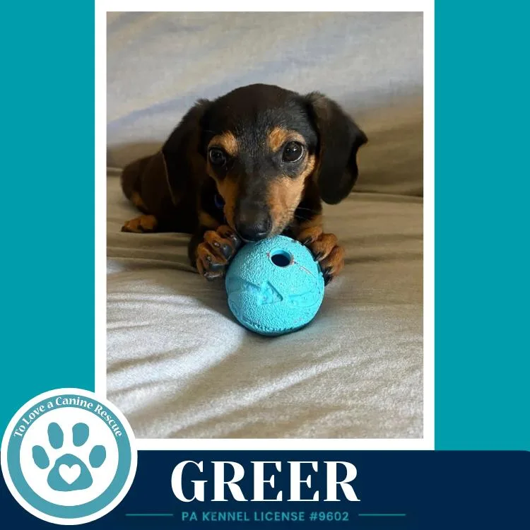 Greer thumbnail 4