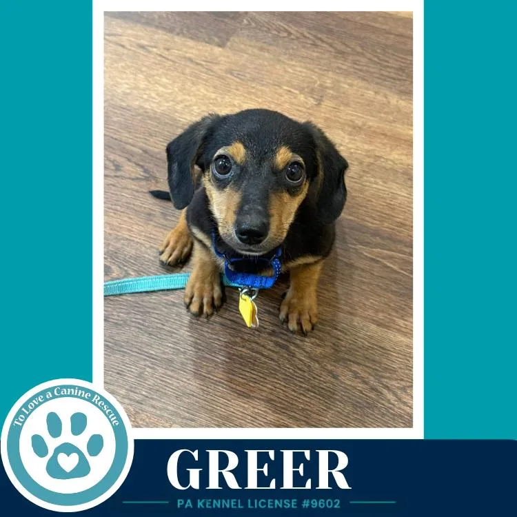 Greer thumbnail 5