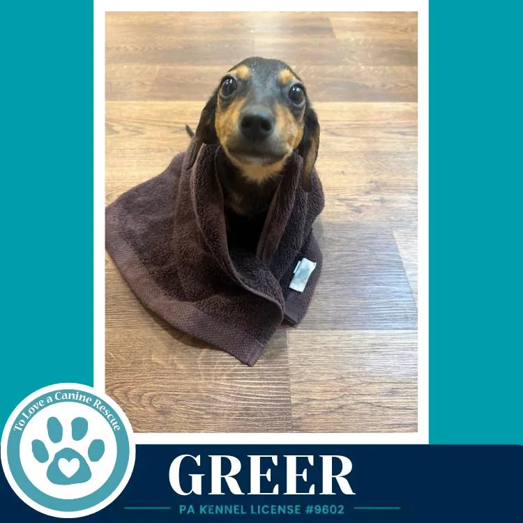 Greer thumbnail 6