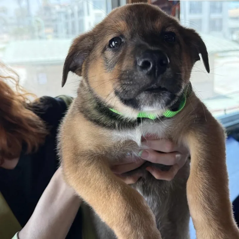 A baby small-sized male Brown / Chocolate Shepherd dog named Cody Lambert for adoption in San Diego, CA