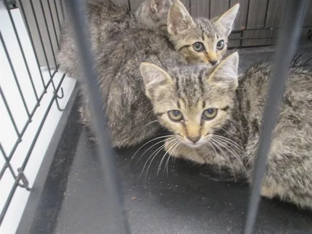 A baby small-sized female Domestic Short Hair cat named Angela for adoption in Ocala, FL