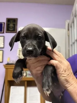 A baby small-sized female Mixed Breed dog named Dove for adoption in West Chester, PA