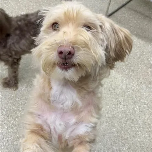 An adult small-sized male White / Cream Poodle dog named Clyde for adoption in Prince Frederick, MD