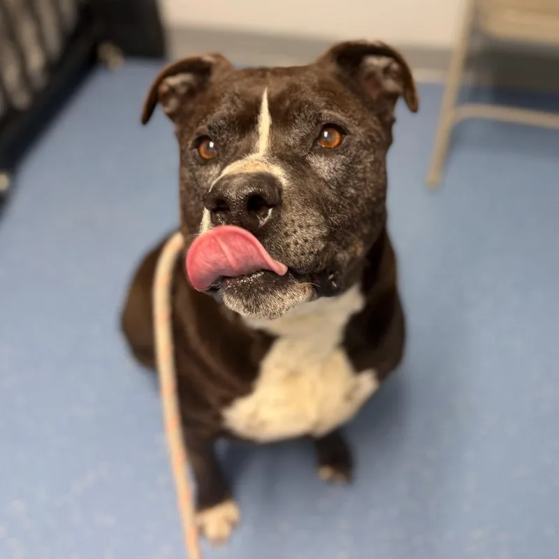 A senior large-sized male Pit Bull Terrier dog named Pudge for adoption in Watertown, NY