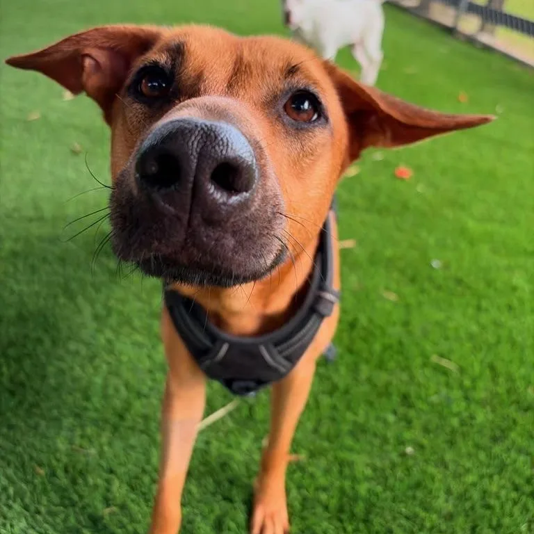 An adult large-sized female Mixed Breed dog named Villa Lucia for adoption in Brooklyn, NY