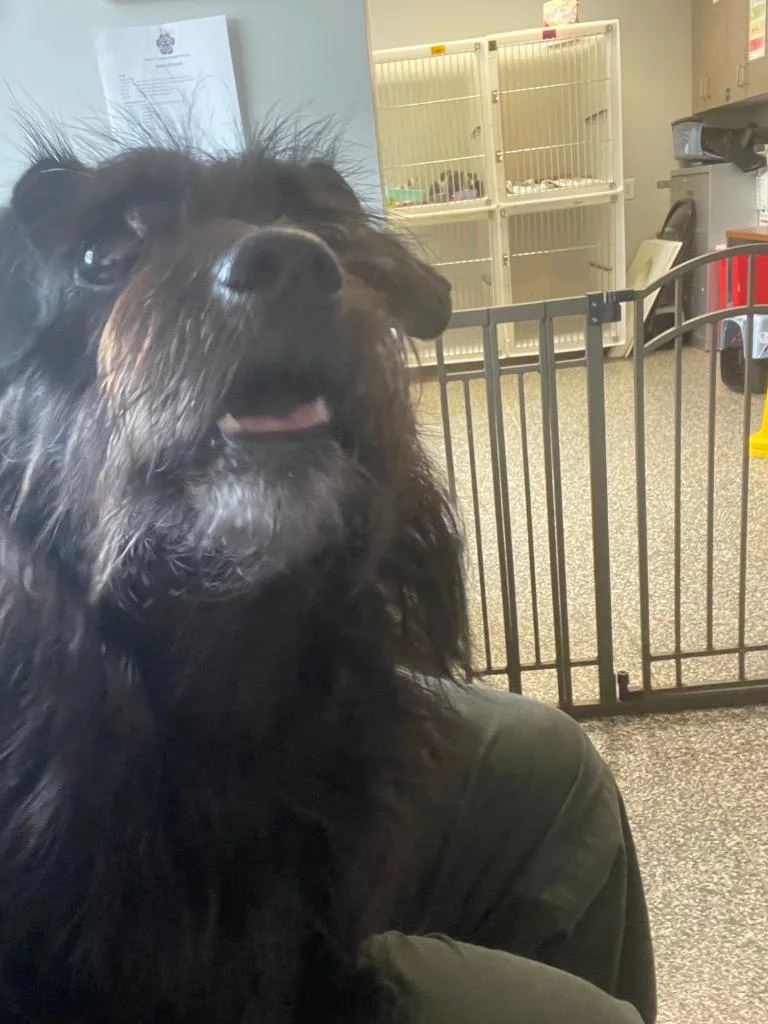 An adult small-sized male Mixed Breed dog named Smudge for adoption in Columbia, TN