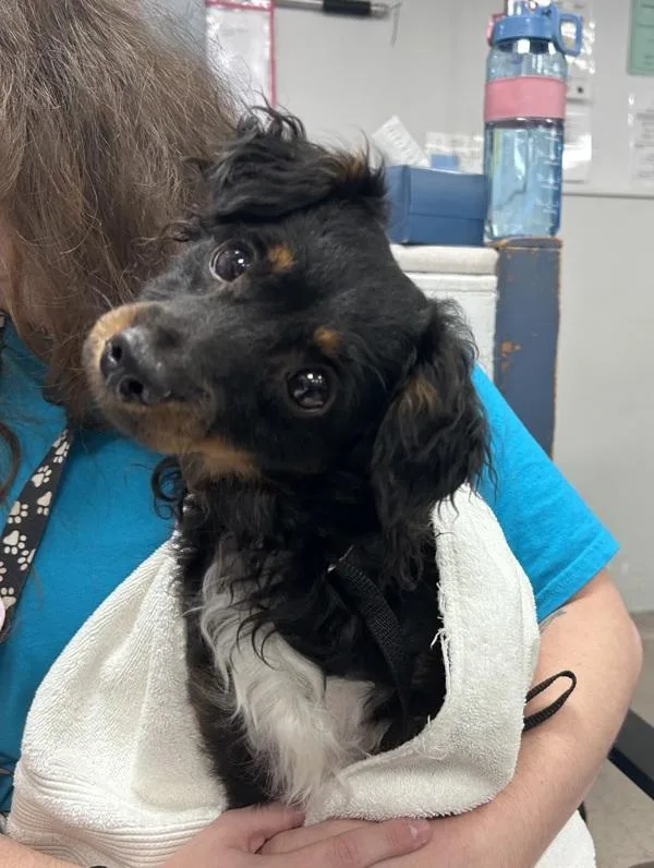 A young small-sized male Mixed Breed dog named Mikey for adoption in New York, NY