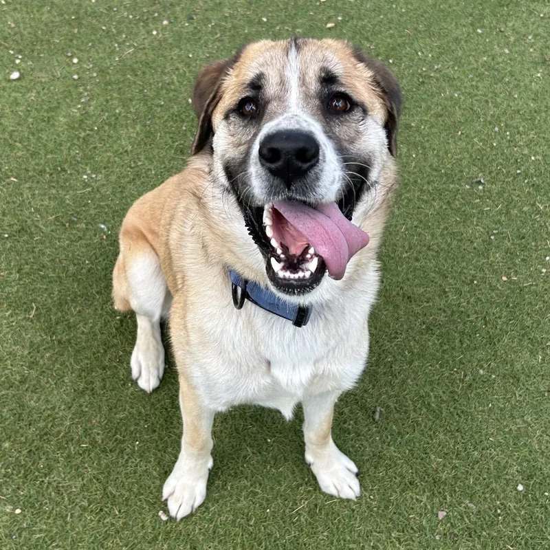 An adult large-sized male Brown / Chocolate Anatolian Shepherd dog named Rodeo Butler Campus for adoption in Flagstaff, AZ
