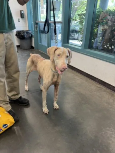 An adult large-sized female Doberman Pinscher dog named Tofu for adoption in Chatsworth, CA