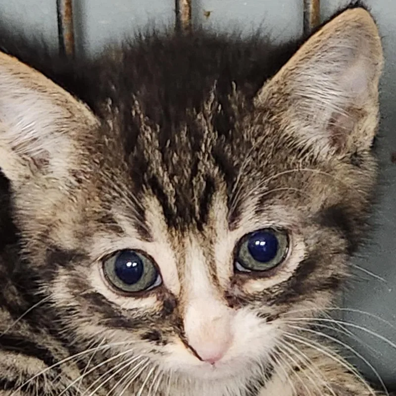 A baby small-sized male Brown / Chocolate Domestic Short Hair cat named Simba K for adoption in Corsicana, TX