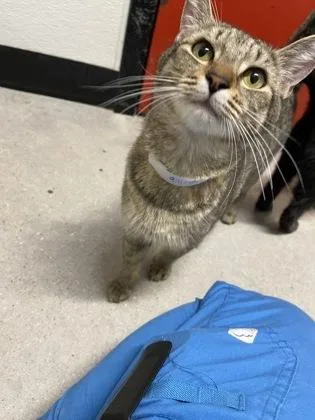 An adult small-sized female Domestic Short Hair cat named Feyre FKA cat for adoption in West Chester, PA