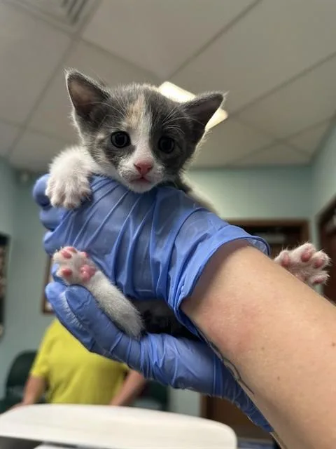 A baby small-sized female Domestic Short Hair cat named Berry for adoption in Phoenix, AZ