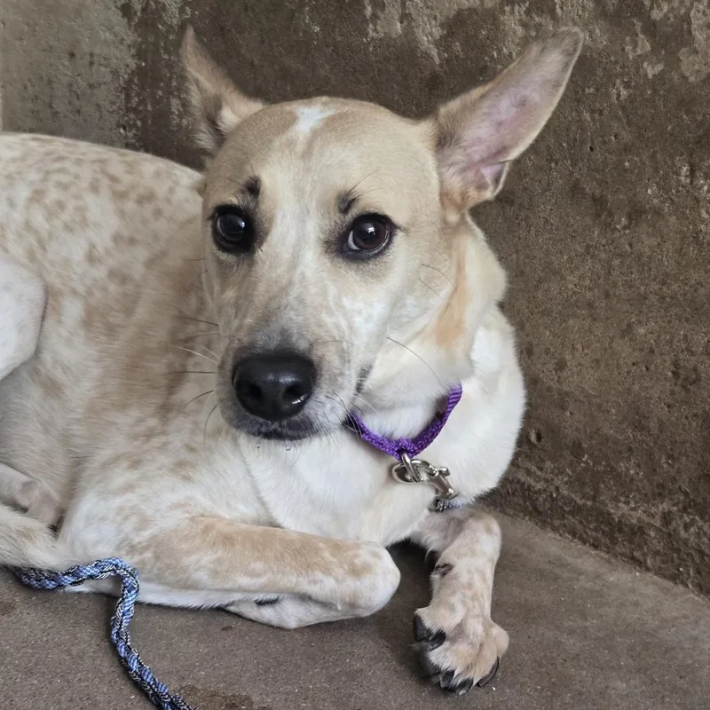 An adult medium-sized female White / Cream Cattle Dog dog named Cinnamon Sprinkle for adoption in Austin, TX