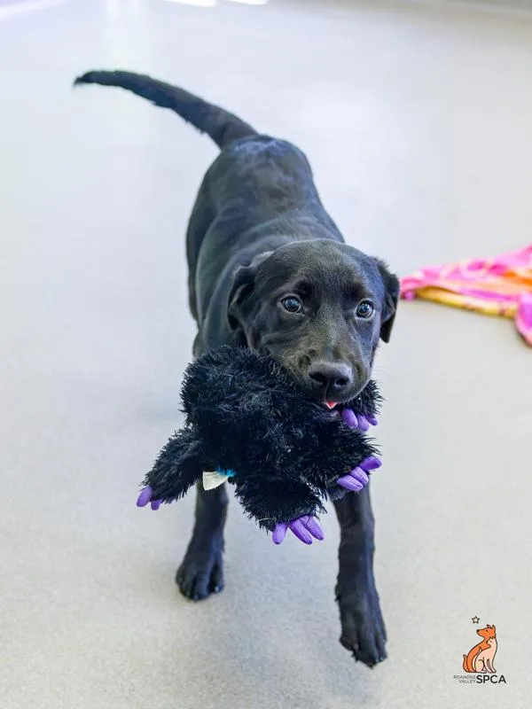 A baby small-sized female Labrador Retriever dog named Sable for adoption in Roanoke, VA