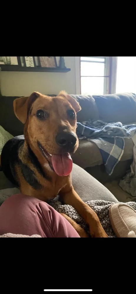 An adult large-sized male Labrador Retriever dog named Clovis for adoption in Amherst, NY