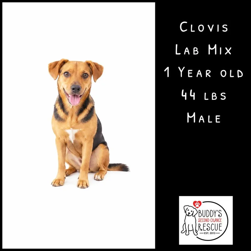 Clovis thumbnail 5