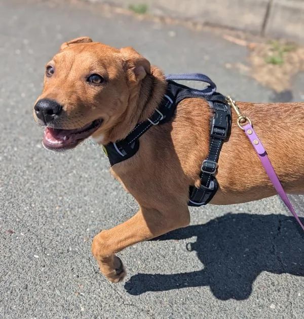 A baby small-sized female Pit Bull Terrier dog named Mimmy for adoption in Santa Rosa, CA