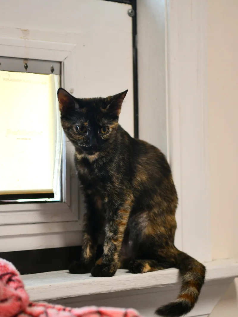 A baby medium-sized female Tortoiseshell Domestic Short Hair cat named Porcupine for adoption in Fairhope, AL