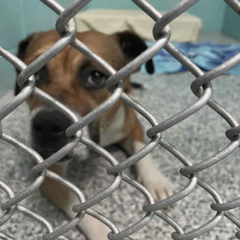 Carmella thumbnail 2