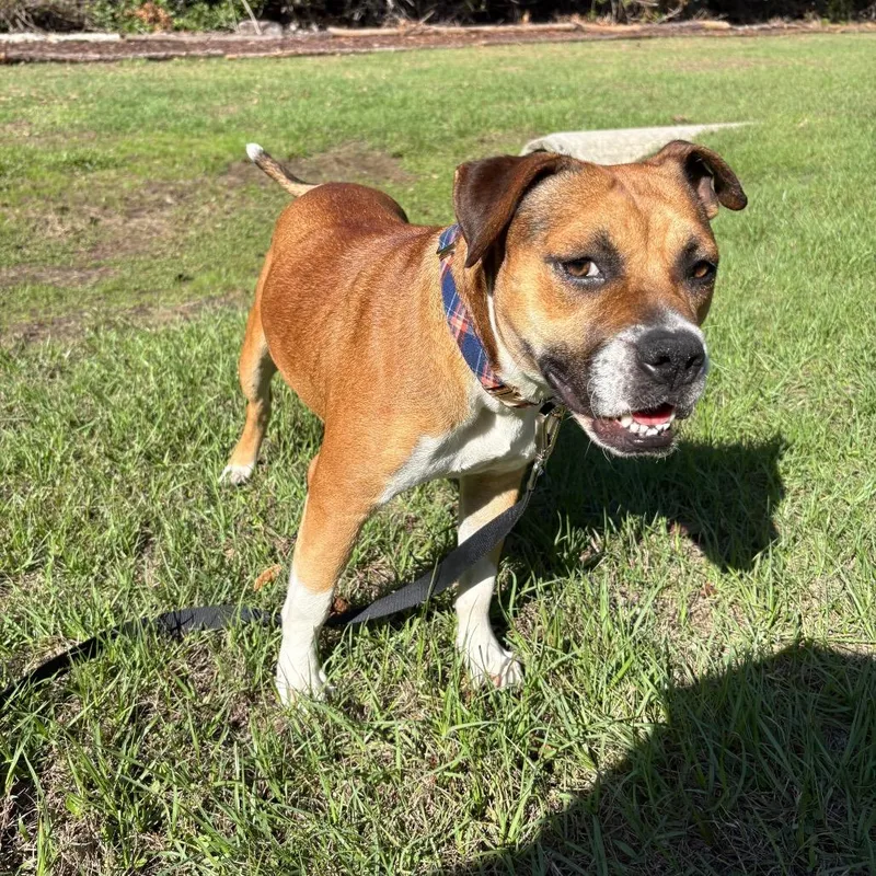 Carmella thumbnail 3