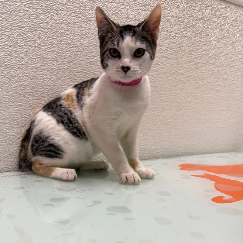 A baby small-sized female Calico Domestic Short Hair cat named Stray Holdbiscuits for adoption in Albuquerque, NM