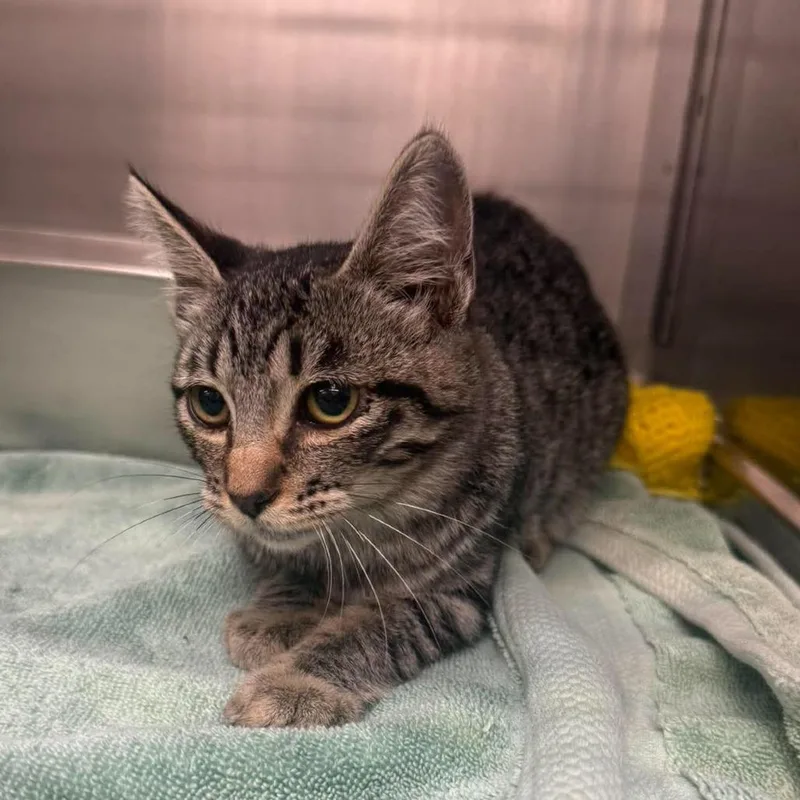 A young small-sized female Brown / Chocolate Domestic Short Hair cat named Layla for adoption in Murray, UT
