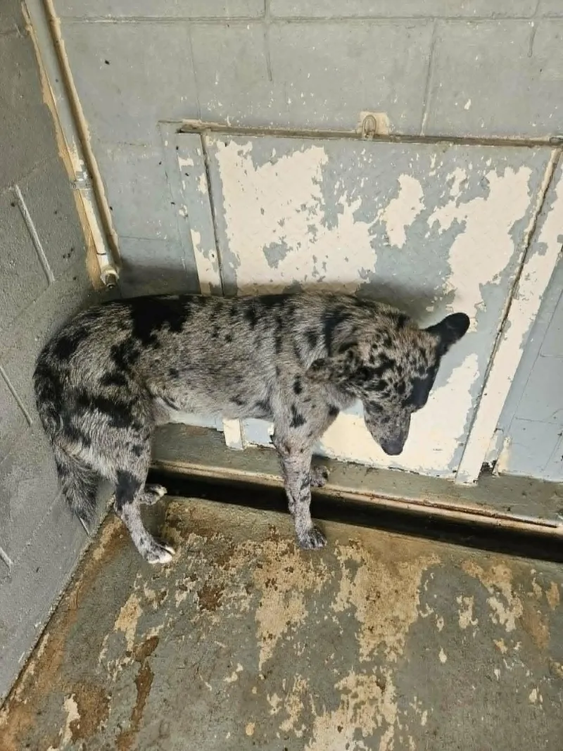 A young medium-sized male Brindle Catahoula Leopard Dog dog named Whiskey for adoption in Paramus, NJ