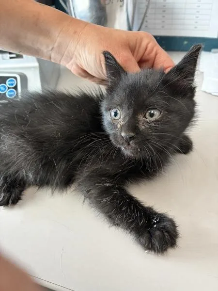 A baby small-sized male Domestic Long Hair cat named Rumble for adoption in Salt Lake City, UT