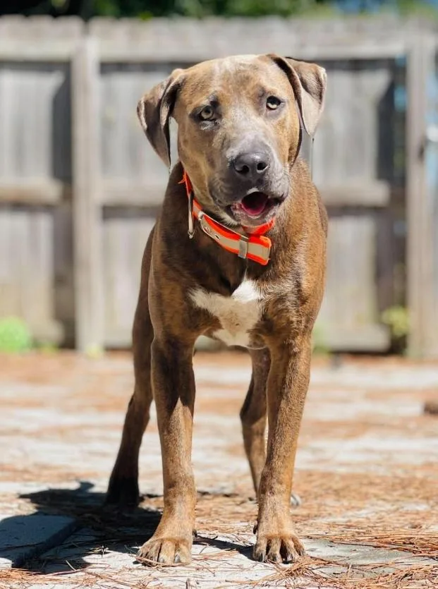 An adult large-sized male Hound dog named AC 'Hershey" for adoption in Conyers, GA