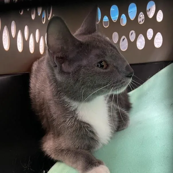 An adult medium-sized female Gray / Blue / Silver Domestic Short Hair cat named Pickles for adoption in Port Charlotte, FL