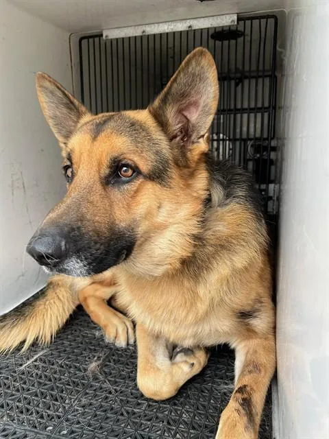An adult medium-sized male German Shepherd Dog dog named Sanchez for adoption in Downey, CA