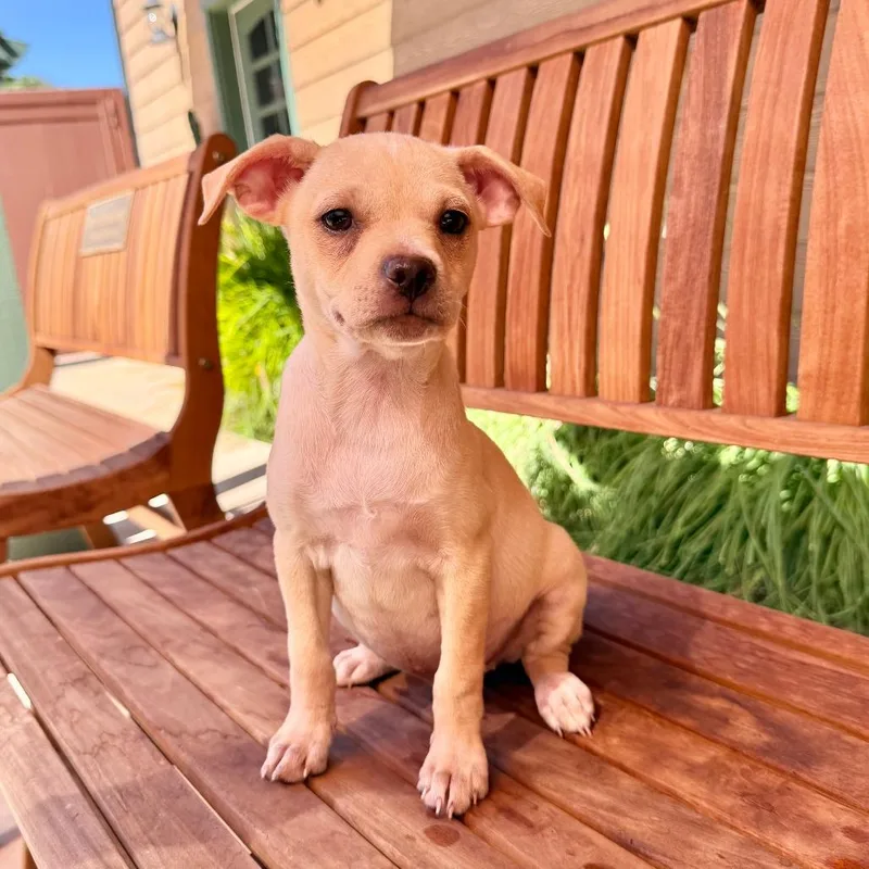 A baby small-sized female Chihuahua dog named Whitney for adoption in Agoura Hills, CA