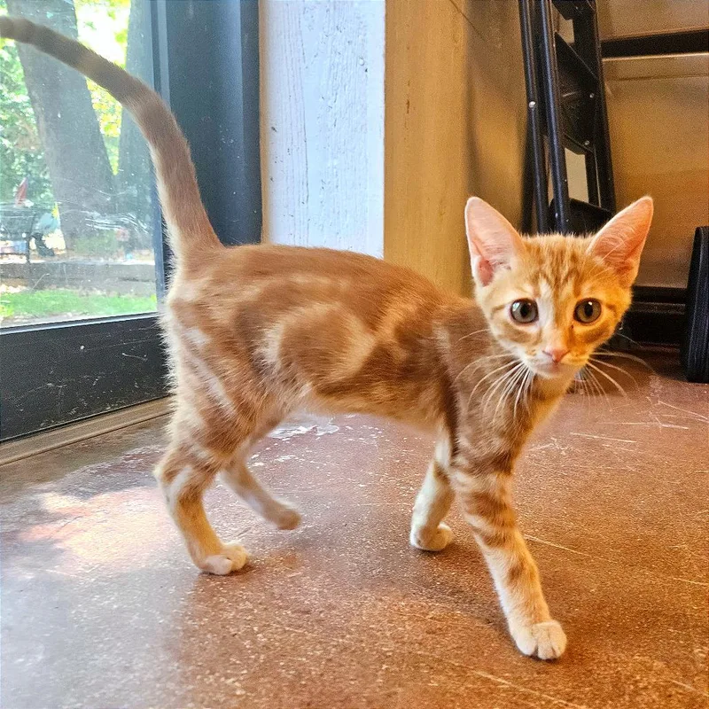 Pumpkin
