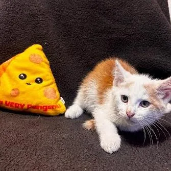A baby small-sized male White Domestic Medium Hair cat named Feta for adoption in Belleville, IL